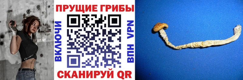 как найти закладки Севастополь Псилоцибиновые грибы прущие грибы